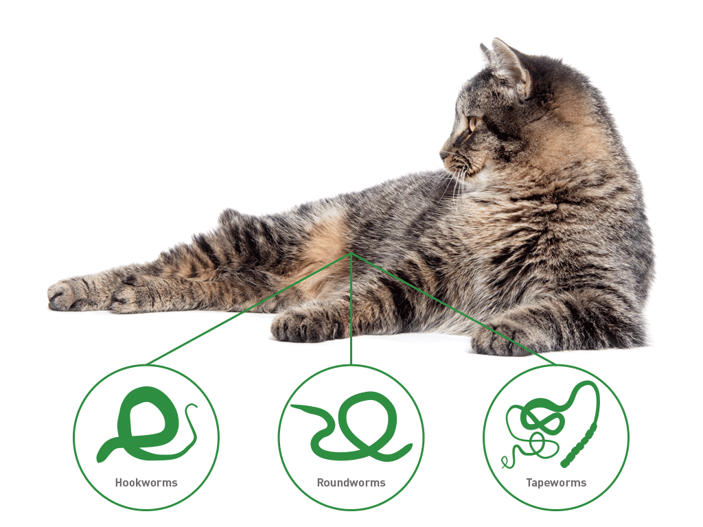 Hookworm Treatment For Cats